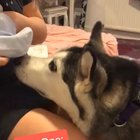 Husky and the Baby
