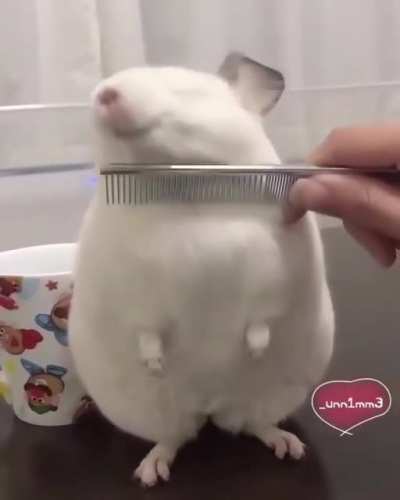 This absolute unit of a rodent.