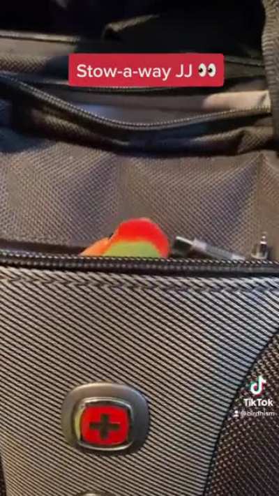 Peek-a-borb