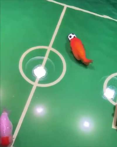 Fish playing soccer...