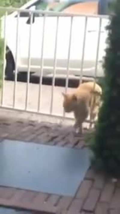 This gate, I hate it