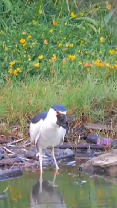 Heron providing a duckling a warm place to sleep, forever.