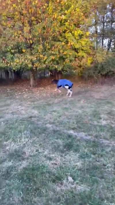 Free to run around zoomies