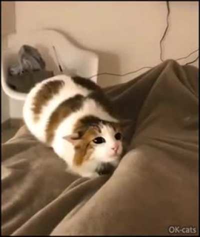 Time For The Wiggle Wiggles!