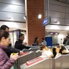 I'm a conductor, ticket plz!