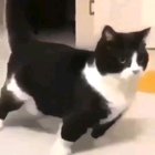 meow_irl