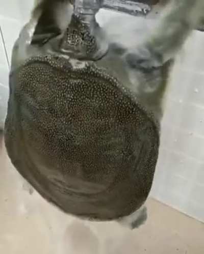Thanks, I hate turtles