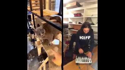 Turning meow into a cool track