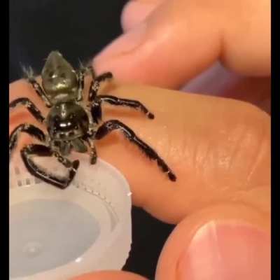 Spidey boi getting a sippy sip
