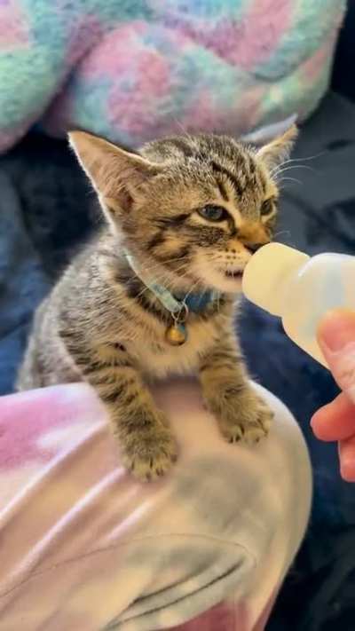 Do these count as airplane ears?