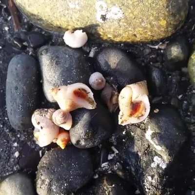 Me, getting a surprise sea squirt while looking for crabs on Alki Beach, circa 2015