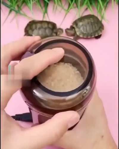 turtle moment