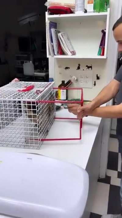 Tool for vets to hold spicy kittys