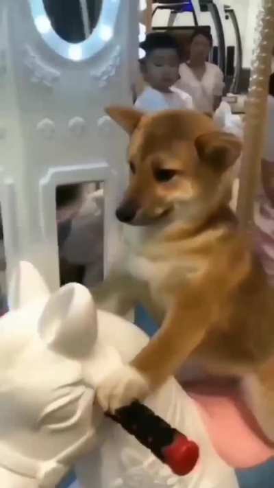 What da dog doin?