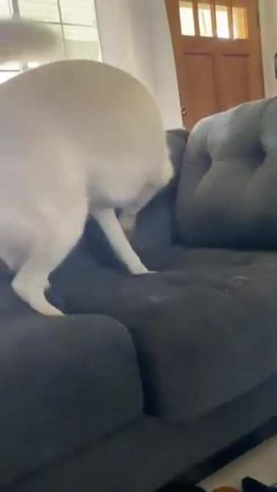 “No you can’t play with the baby” Husky Tantrum