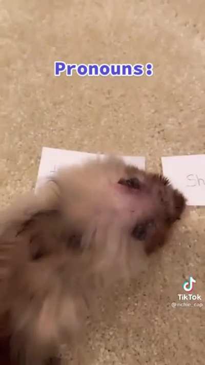My hamster is coming out