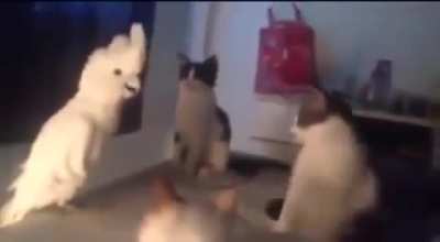 Amogus