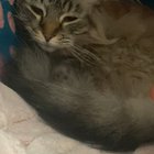 A trill, a yawn, and a BIG sneeze
