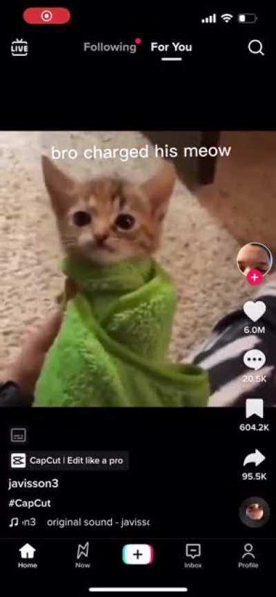 Kitty screams.