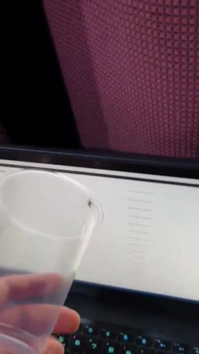 I can't handle spiders. One dropped on my laptop and I wanted to show my friends. I didn't expect it to look so spider-ey.