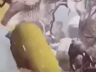 God of yellow