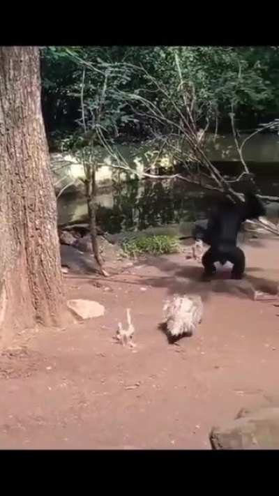 Monke and sonic