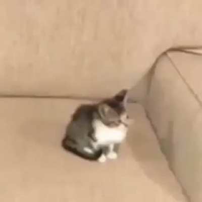 [Jumpscare Warning]