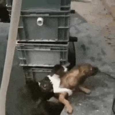 Heroes comes in all forms 🐈🐕