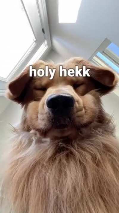 When hoomans cook