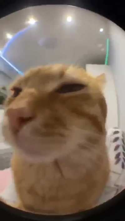 Catposting