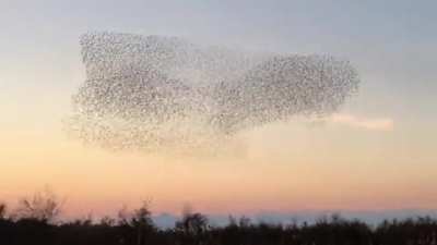 A falcon attempting to hunt in a group of starlings