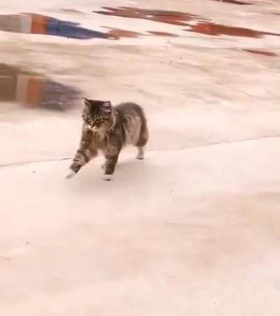 Preußens Gloria Cat XD