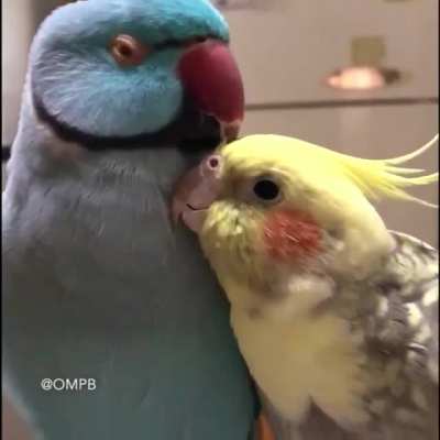 Parrot love