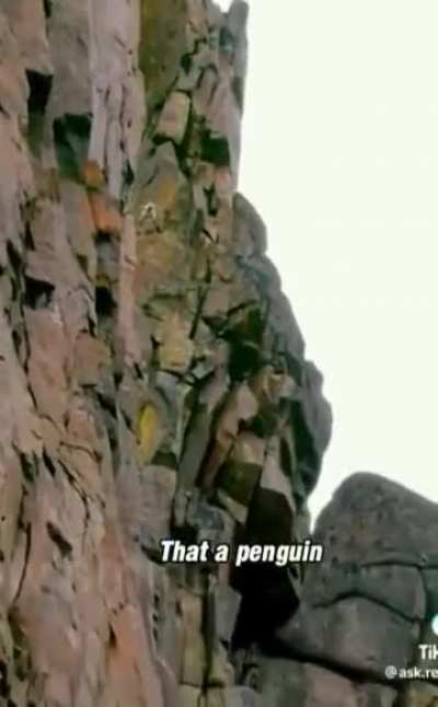 Is that a penguin?