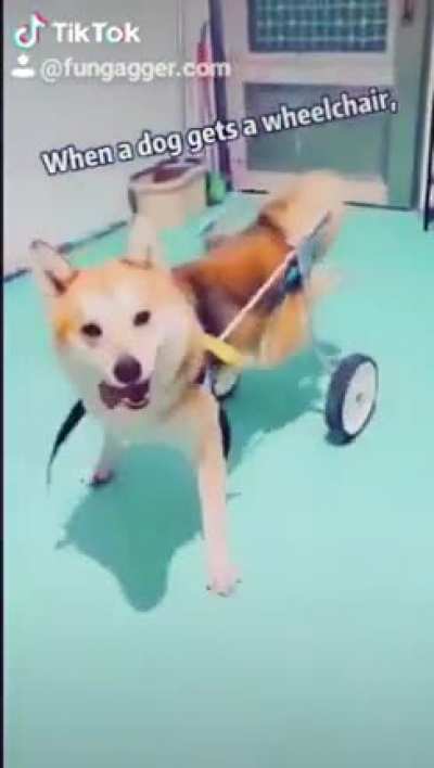 When a dog gets a wheelchair