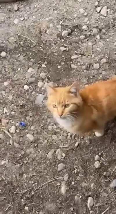 Arguing with a cat