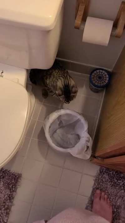 My Cat Kablooey the Professional Dumpster Diver