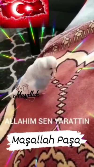 amin