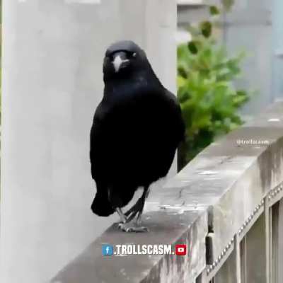 i say the crow did it better.