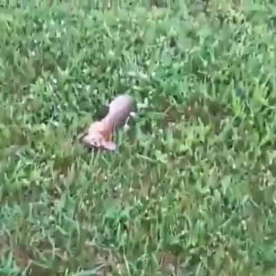 Nyoom