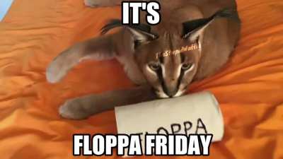 FLOPPA FRIDAY!!!!!!!!!!!!!!!!!!!