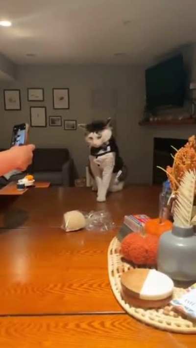 Cat photoshoot gone wrong