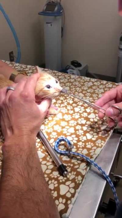 Bot fly removal from the nose of a cat