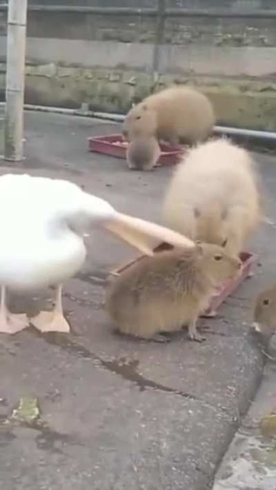 Carpincho siendo brutalmente atacado