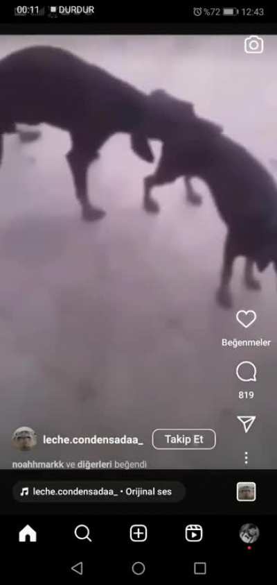 Why so much animal sex
