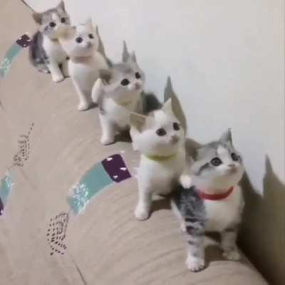 Follow the treat