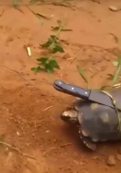 🐸☂