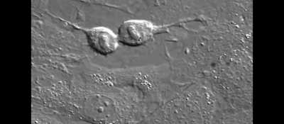 Cells Splitting