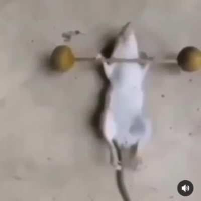 🐁💎