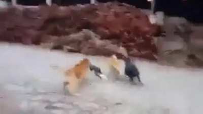 Já deram um cagaço na cachorrada hoje?